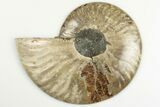 5" Cut & Polished Ammonite Fossil (Half) - Madagascar - #200075-1